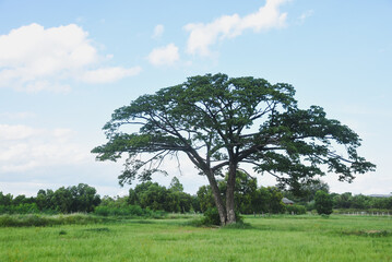 Obraz premium A large tree with a dense and wide green canopy stands out. The tree stands amidst a vast green meadow.