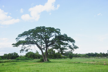 Obraz premium A large tree with a dense and wide green canopy stands out. The tree stands amidst a vast green meadow.
