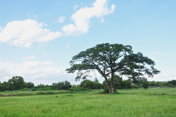 A large tree with a dense and wide green canopy stands out. The tree stands amidst a vast green...