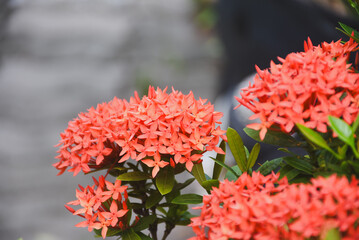 red flower and other name Ixora flower Spike flowers in garden