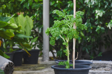 Curly kale plant growing in black pot with stake support.