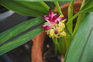 Fototapeta premium Vibrant pink and yellow curcuma flower nestled among green leaves.