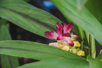 Fototapeta premium Vibrant pink and yellow curcuma flower nestled among green leaves.