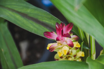 Vibrant pink and yellow curcuma flower nestled among green leaves.