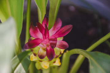 Vibrant pink and yellow curcuma flower nestled among green leaves.