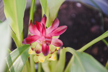 Vibrant pink and yellow curcuma flower nestled among green leaves.