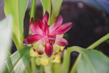 Vibrant pink and yellow curcuma flower nestled among green leaves.