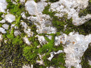 Abstract Stone Background With Moss.