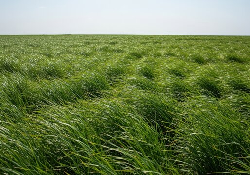 A vast, open field of tall green grass blowing strongly in the powerful wind under bright, clear daylight, showing movement and freedom ,movement ,environment ,vibrant