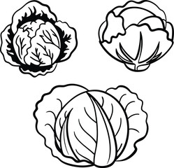 cabbage vector art with white background