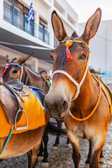 The mules in the village of Oia. Santorini. Greece
