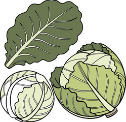 cabbage vector art with white background