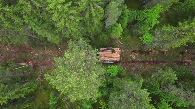 A timber truck forwarder transports timber through the forest.Deforestation 