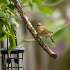 chiffchaff bird perched on a branch In the garden