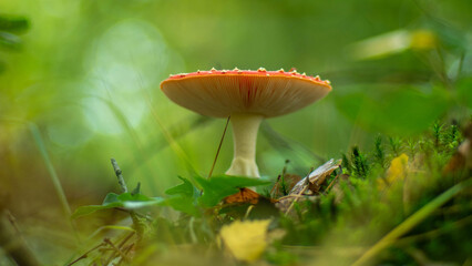 fly agaric mushroom growing in a forest