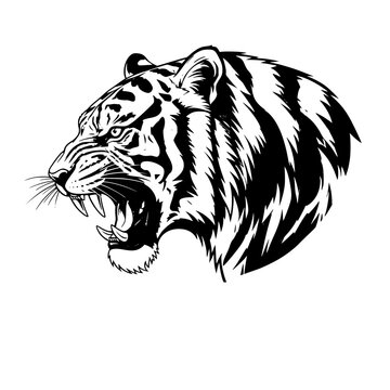 Title: High-quality vector illustration of a roaring tiger head viewed from the side, drawn in bold black and white lines with realistic fur details.


