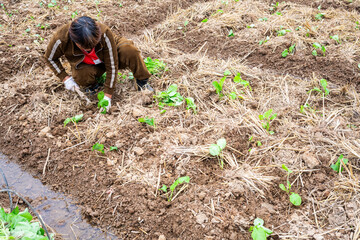 A farmer planting rapeseed in the field