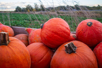 A group of bright orange pumpkins lies in a wooden crate in the foreground of a scenic rural field.