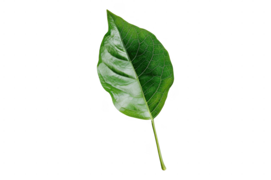 Single green leaf isolated on black back on transparent background