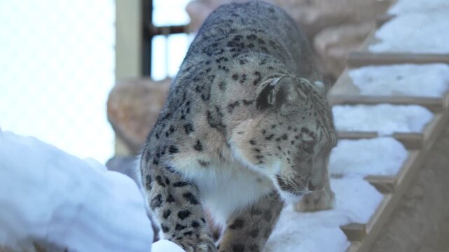 Elegant snow leopard walks down snowy wooden ladder in outdoor enclosure. Panther moves gracefully in modern wild animal protection center