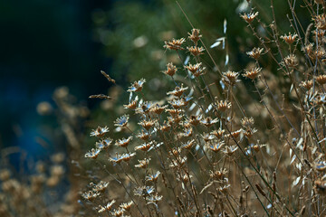  Yellow cottony plant, with its hollow-shaped flowers and velvety leaves that retain the summer morning dew