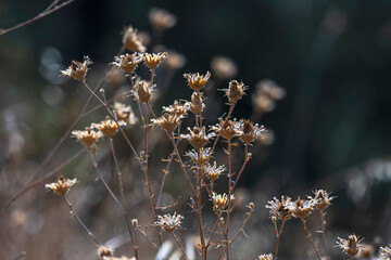 Yellow grass flowering in dry soils with small, star-shaped flowers that withstand the intense...