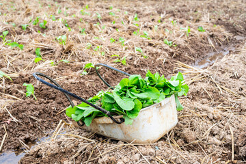 A frame of rapeseed seedlings on the soil of the farmland