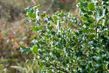 Detailed close-up of shiny holly leaves with sharp edges and natural green color, symbol of Christmas and winter season.