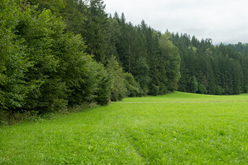 Fototapeta premium Green Austrian Meadows and Forests, Summer Landscape
