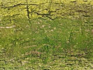 Close up of tree bark weathered with green moss texture. Suitable for background	