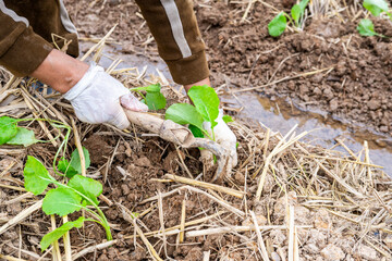 Newly planted rapeseed seedlings in the autumn soil