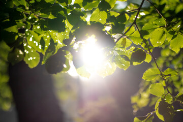 Green leaves and direct sunlight. Carbon net zero concept photo