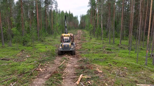 A timber truck forwarder transports timber through the forest.Deforestation 