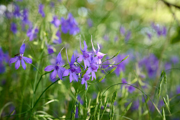 Blue flowers Consolida regalis or wild Delphinium in summer field. Beautiful flower background of nature.