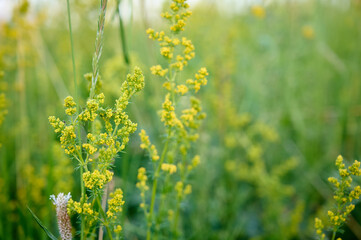 Closeup yellow flowers of lady's bedstraw (Galium verum).