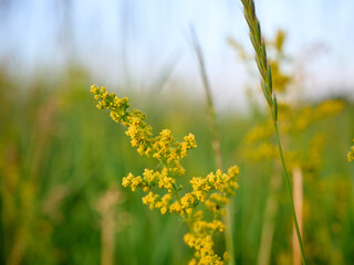 Closeup yellow flowers of lady's bedstraw (Galium verum).
