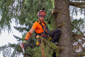 Arborist working at height, safely pruning tree branches with a chainsaw, professional forestry worker