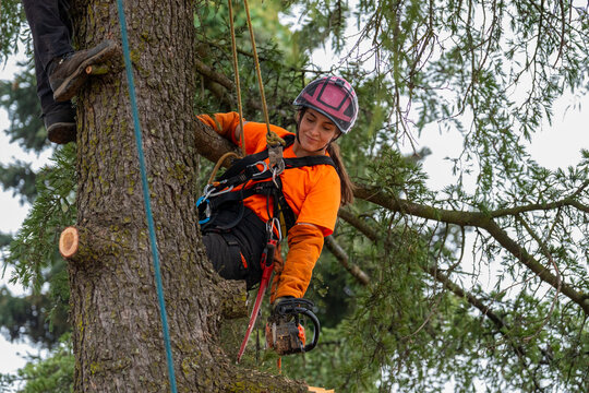Woman arborist using chainsaw and safety gear, working high up in tree, pruning branches for maintenance