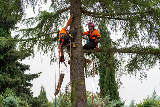 Teamwork of arborists pruning a tall tree, using chainsaw and safety gear while climbing high up - Powered by Adobe
