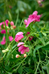 Lathyrus tuberosus  blooms in the field.