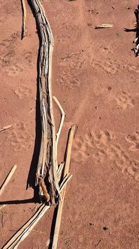 V&iacute;deo mostrando pegadas de capivara na areia &agrave; beira de um lago em Goi&aacute;s.