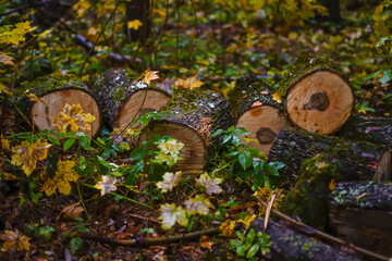 Cut Logs and Autumn Leaves in a Forest