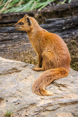 Yellow mongoose sitting on a rock and looking to the side, showing its reddish fur and long tail in a natural habitat.