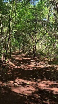 Uma trilha muito arborizada, no meio do bosque. Luz suave iluminando.