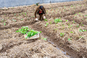 A farmer planting rapeseed in the field
