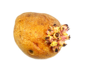 Potato sprouts are new plant shoots emerging from a potato's eyes or buds, which is a natural part...
