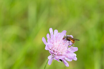 Alpine Fly Pollinates a Wild Mountain Flower in Summer