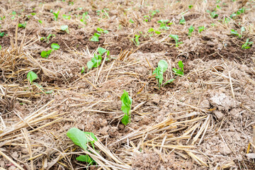 Rapeseed seedlings planted in farmland