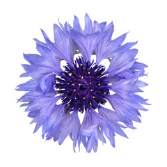 水色のヤグルマギクの花