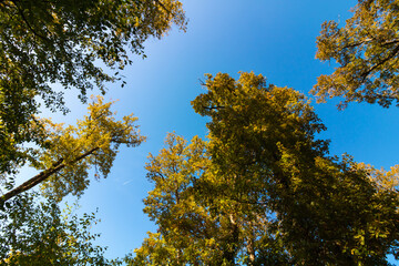 Trees and blue sky. Earth Day concept photo.